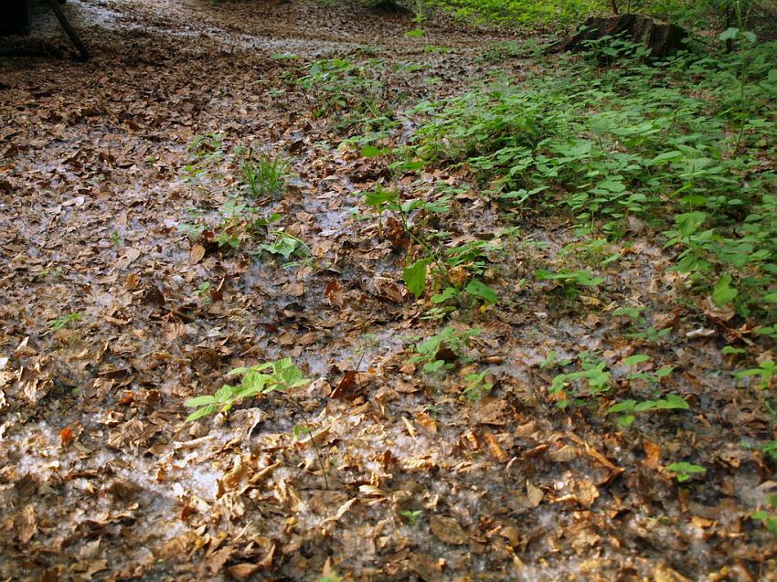 Waldbrand Bergisch Gladbach Bensberg P118.JPG